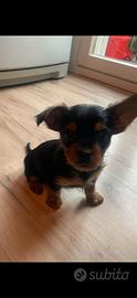 Cucciolo Yorkshire terrier