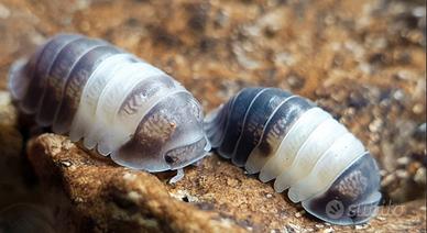 Isopodi cubaris panda king 