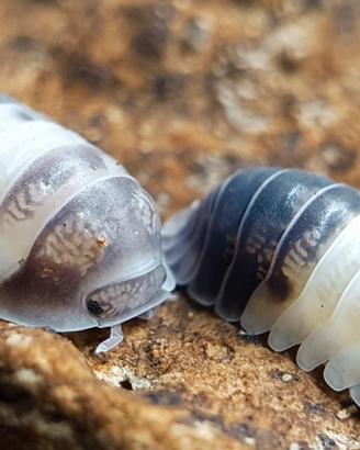 Isopodi cubaris panda king 