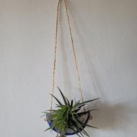Portapianta tillandsia in ceramica nuovo