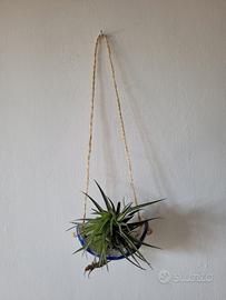 Portapianta tillandsia in ceramica nuovo
