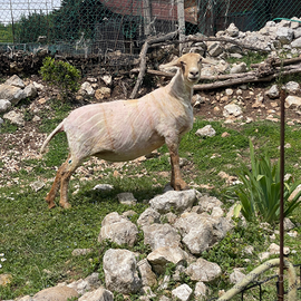 Tosino tosatore tosatura pecore