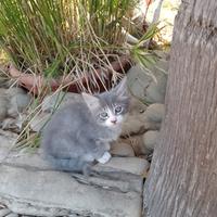 Gattina Angora