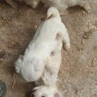 Cuccioli di maltese