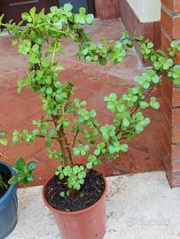 Crassula ovata minor 