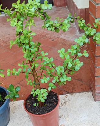 Crassula ovata minor 