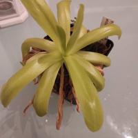 pianta carnivora pinguicula moctezumae x gigantea