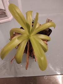 pianta carnivora pinguicula moctezumae x gigantea