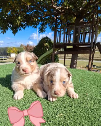 Cuccioli di pastore australiano