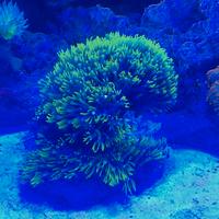Coralli Acquario Marino