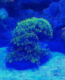 Coralli Acquario Marino