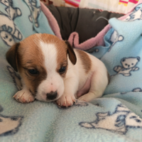Cuccioli di Jack Russell