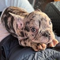 Stupendi cuccioli di bulldog francese
