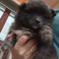 Cucciola volpino di Pomerania