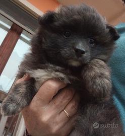 Cucciola volpino di Pomerania