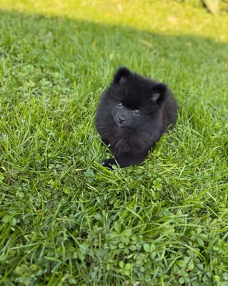 Cucciolo volpino Pomerania Spitz