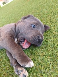 Cani corso