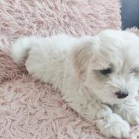 Maltese