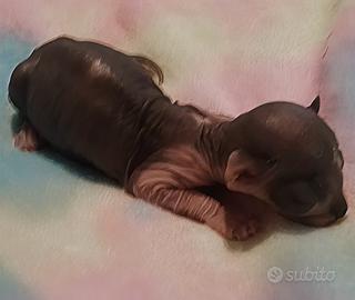 Animali