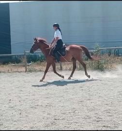 Doppio pony
