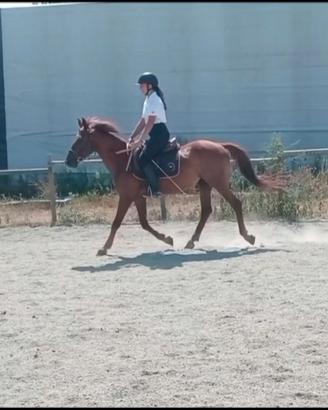 Doppio pony
