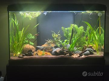 acquario 60 litri 