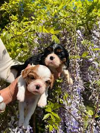Cavalier king Ciarles Spaniel tricolor e blenheim