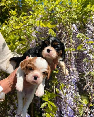 Cavalier king Ciarles Spaniel tricolor e blenheim
