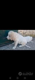 Cuccioli di Asia centrale