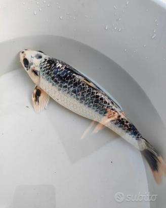 Carpa Koi Ghost
