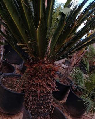 piante ornamentali sia da interno che da esterno