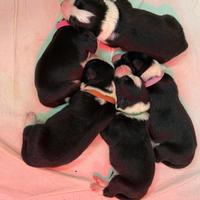 Border collie alta genealogia