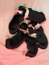 Border collie alta genealogia