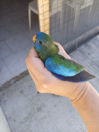 Pappagallo neophema splendid