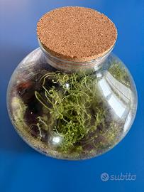 Terrario in vetro con tappo in sughero