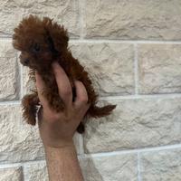 Barboncino miny toy red