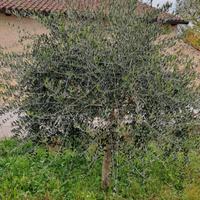 Ulivi