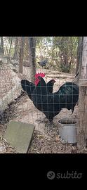 Australorp