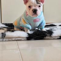 Bulldog francese bouledogue