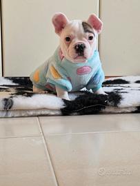 Bulldog francese bouledogue