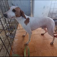 Cucciolone di segugio istriano