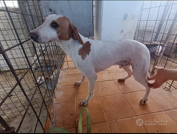 Cucciolone di segugio istriano