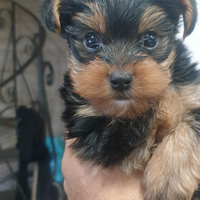 Yorkshire terrier