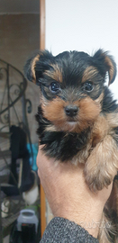 Yorkshire terrier