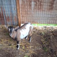 Capretta nana tibetane