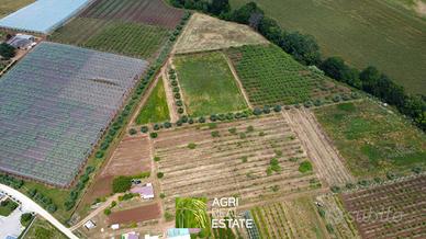 Cisterna di LT - Terreno 4 HA con kiwi | TR411