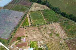 Cisterna di LT - Terreno 4 HA con kiwi | TR411