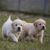 Cuccioli di golden retriever