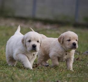 Cuccioli di golden retriever
