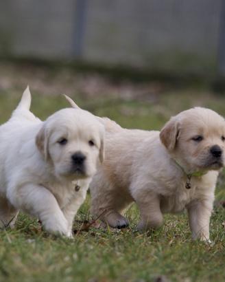 Cuccioli di golden retriever
